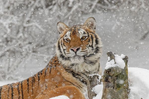Siberian tiger in winter-Panthera tigris Tigris controlled situation-Montana